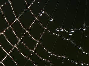 クモの巣に水滴がついています。出典:Wikimedia
